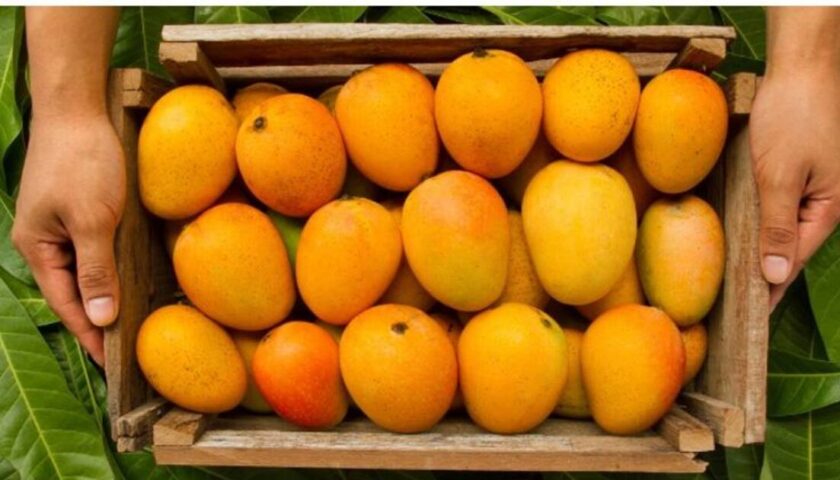 A box of Best Pakistani Mangoes Online from Chanab Farms, freshly packed and ready for delivery.