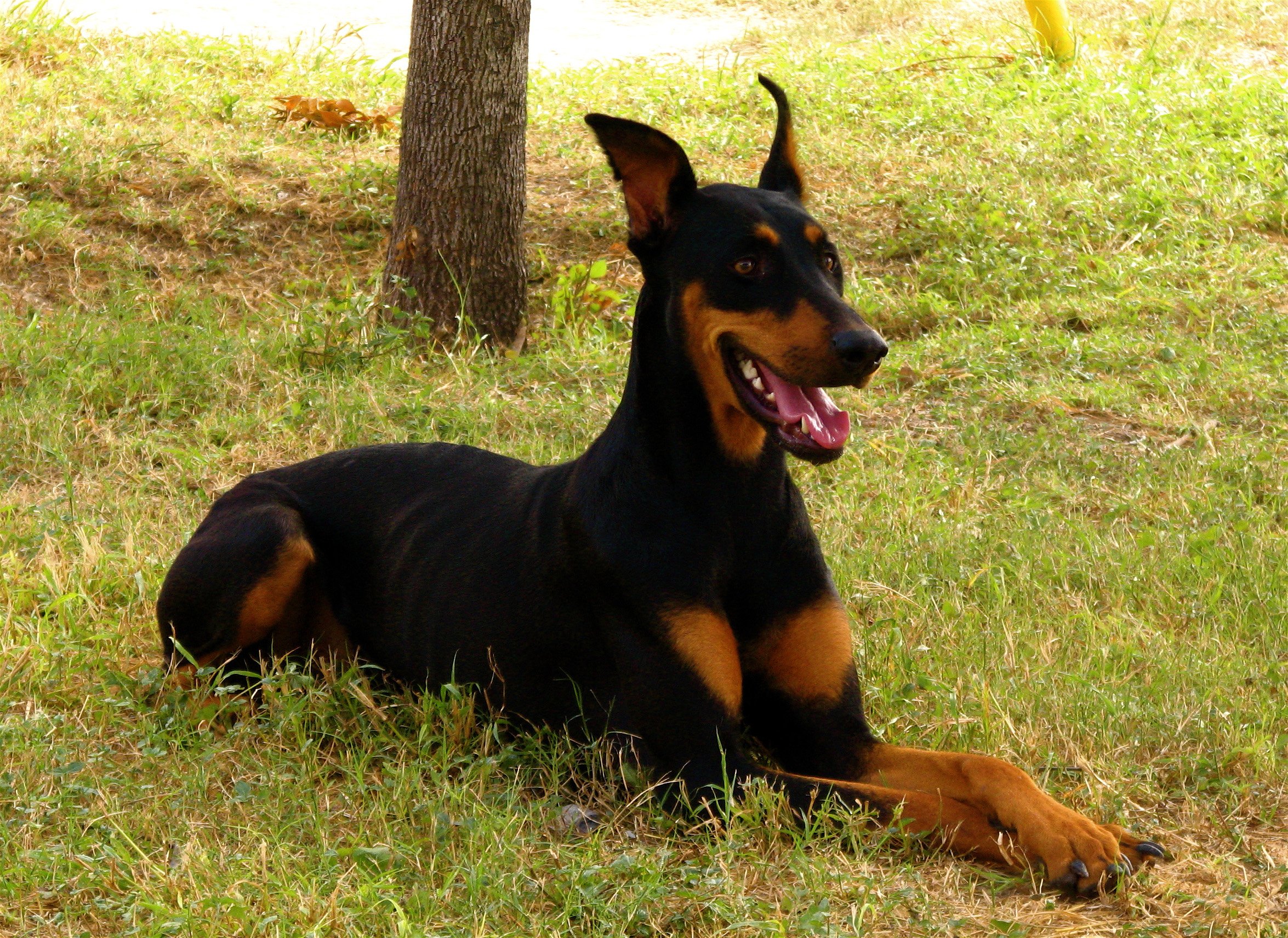 Finding Your Perfect Companion: Doberman Puppies for Sale in Virginia