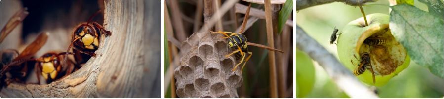 Hornet Safeguarding Your Sanctuary The Battle Pest Control