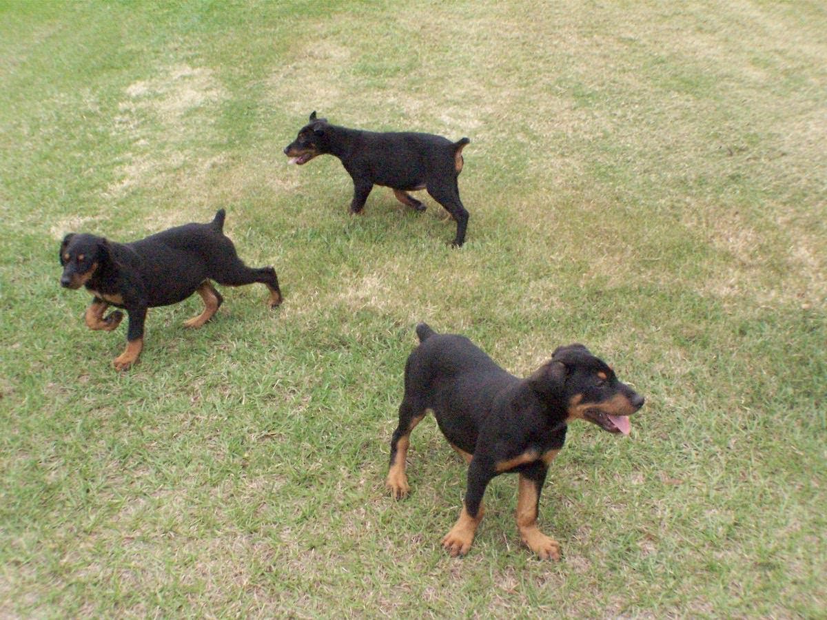 Tennessee's Top-Notch Doberman Puppies for Sale: A Guide for Dog Lovers