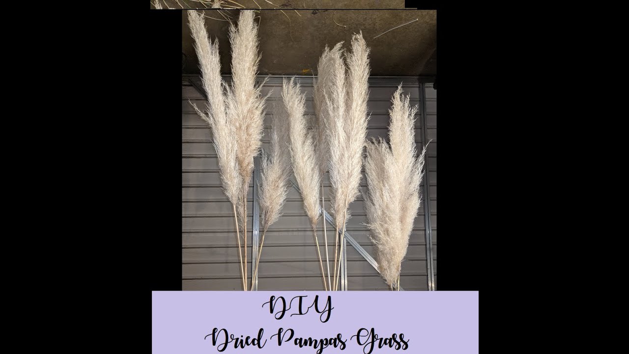 How to Dry Pampas Grass