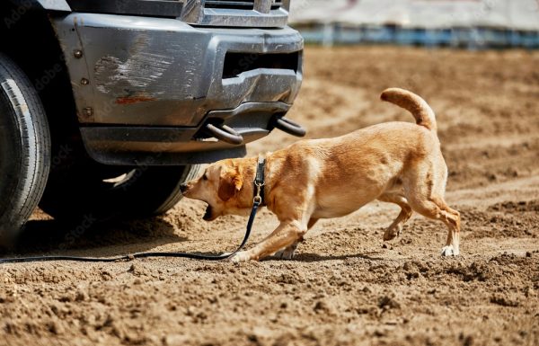 Army Canine Training Center