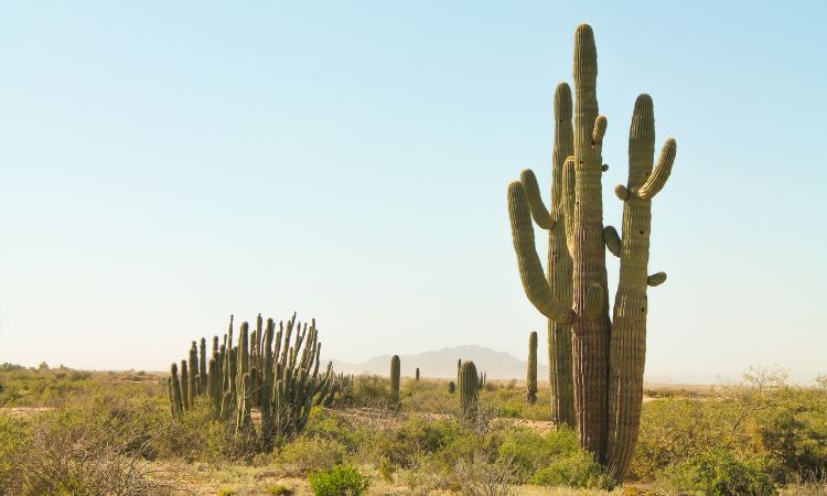 Cactus Water Market