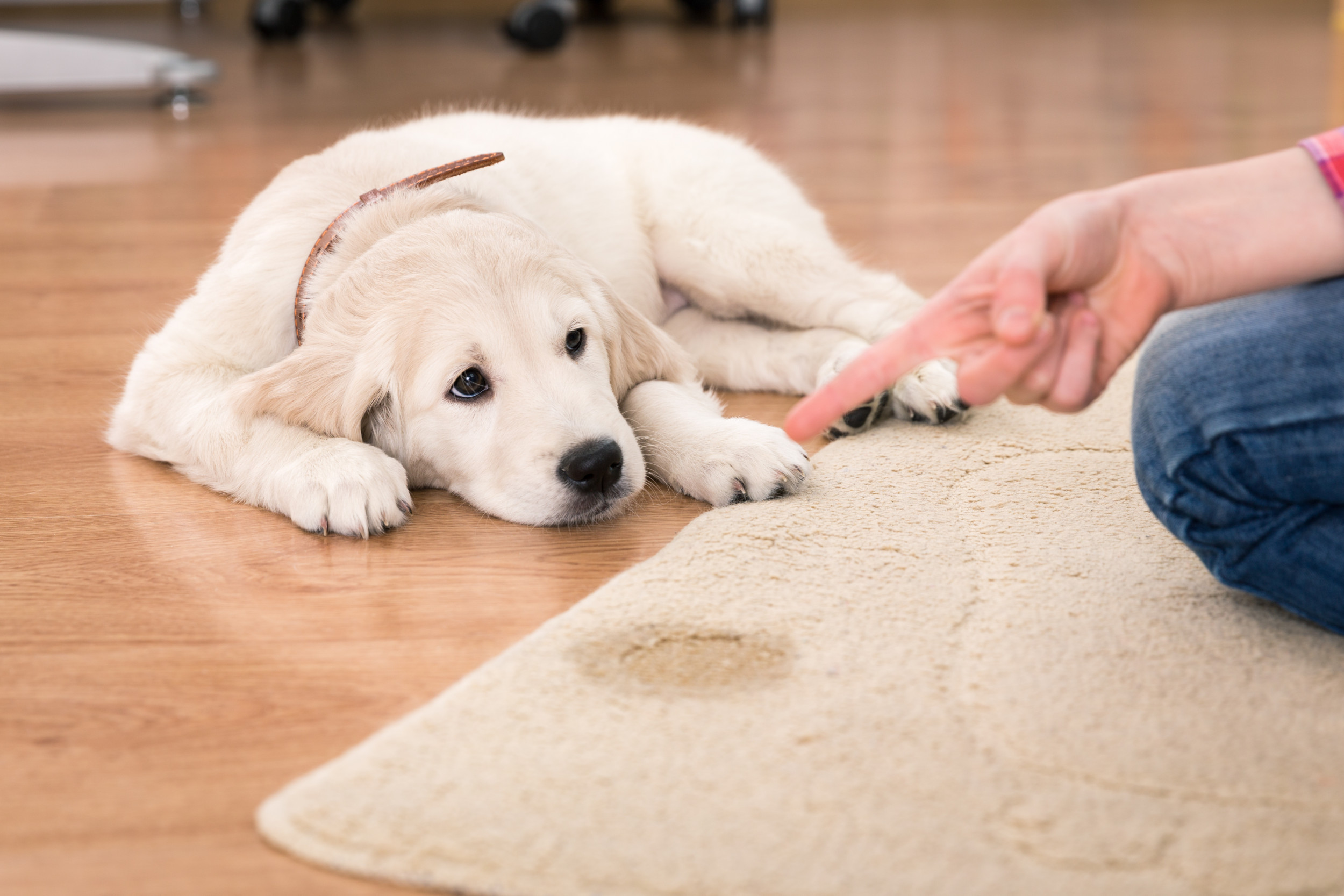 How To Get Dog Urine Odor Out Of Wood Floors?