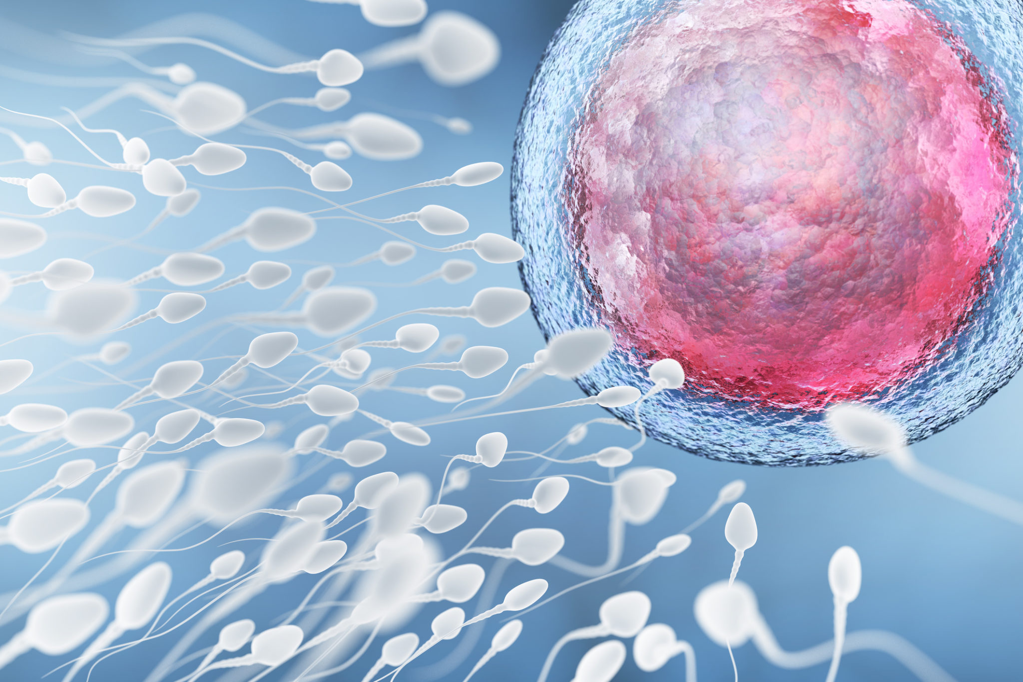 IVF Treatment process