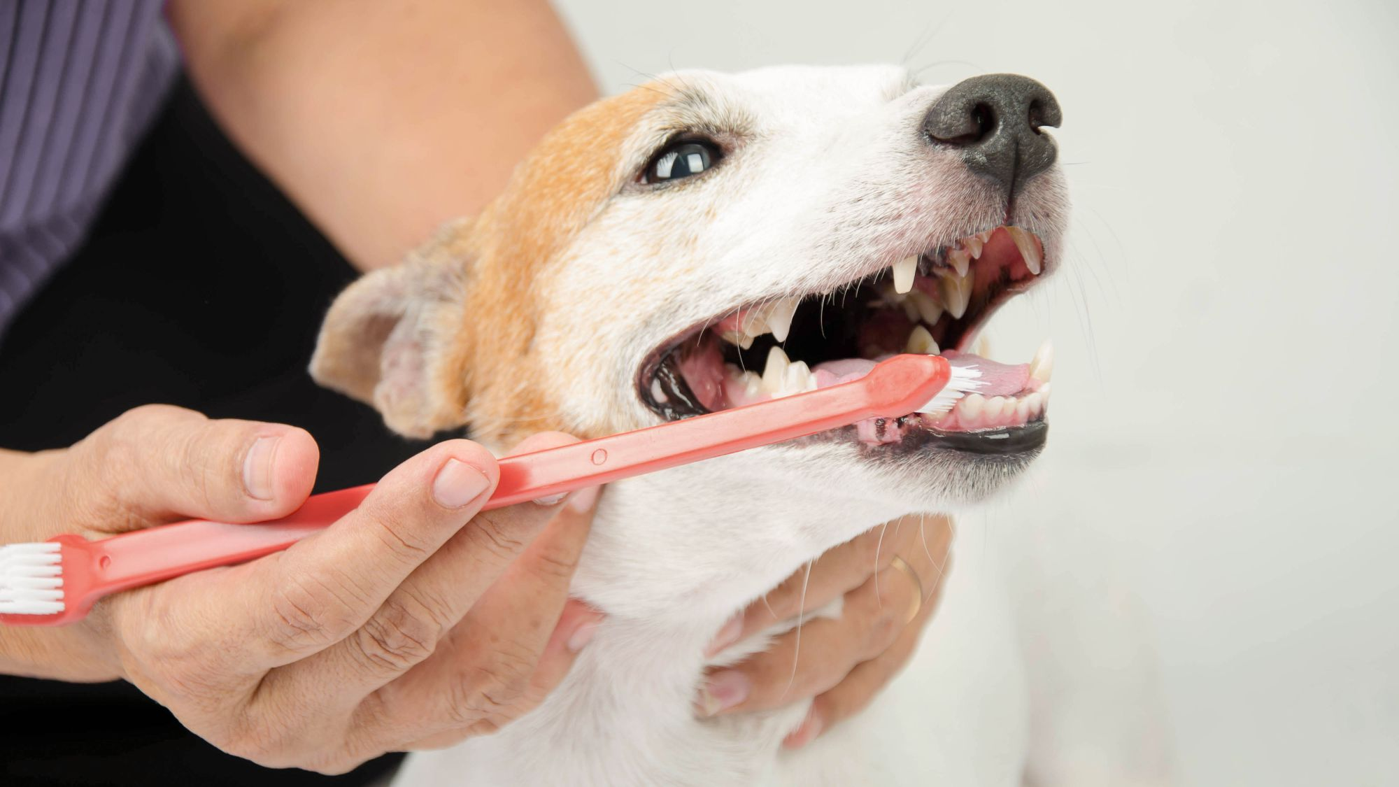 Teeth Cleaning