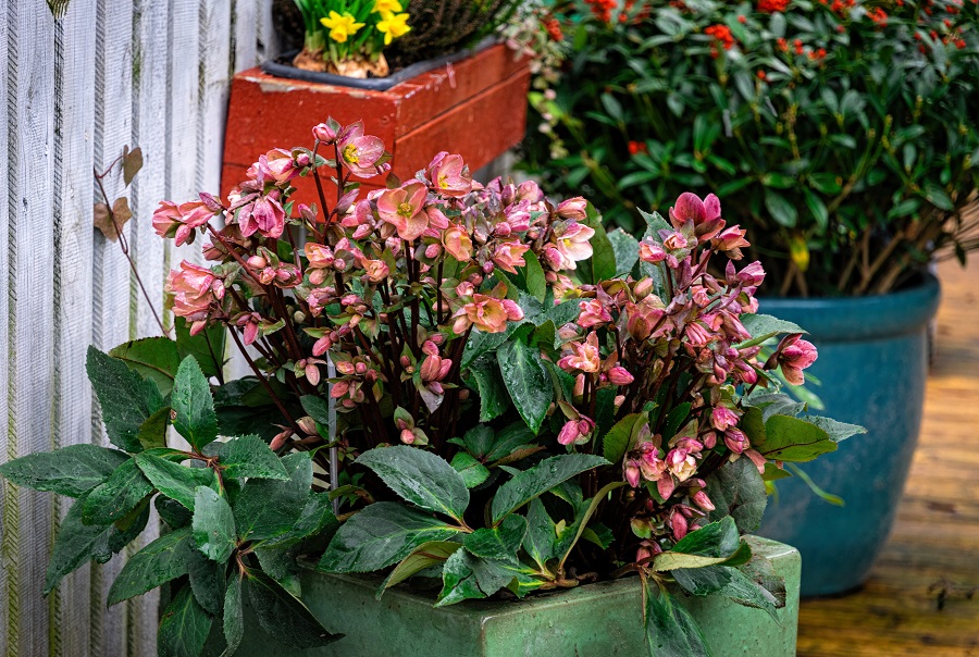 Flowering Plants