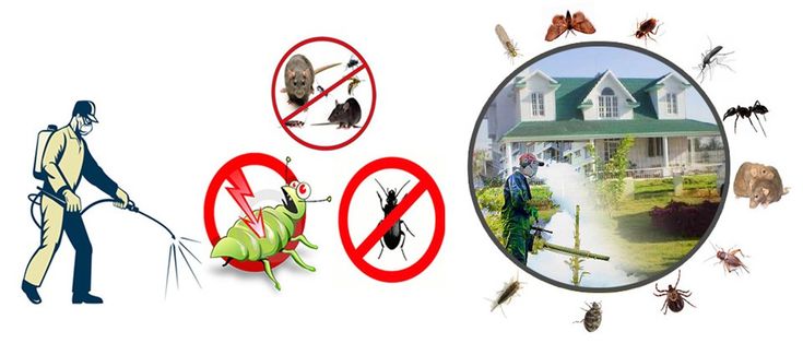 Pest Control Services in Lahore termite treatment in lahore