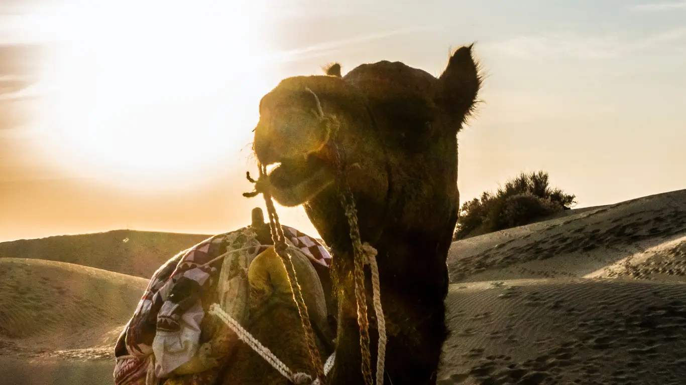 Dubai Desert Safari Camel Ride