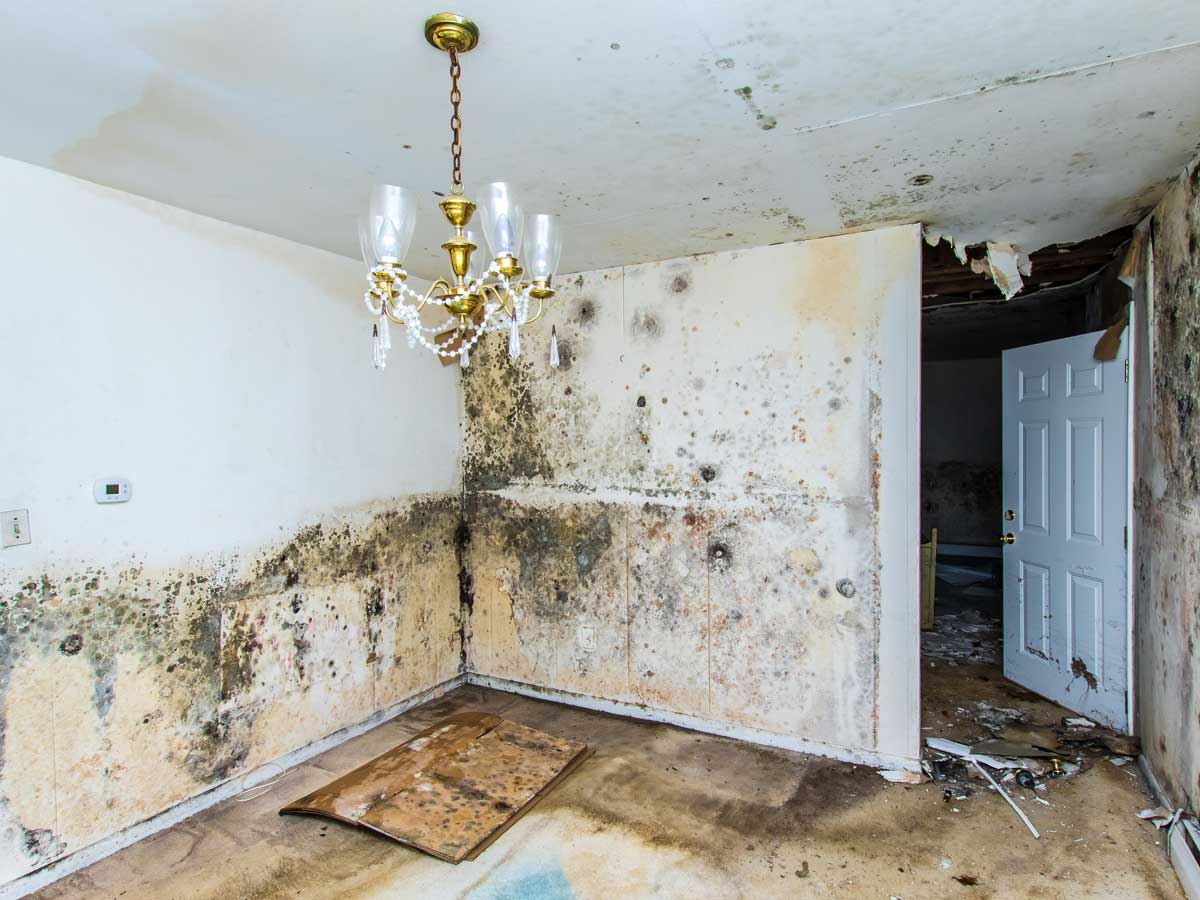 certified mold remediation​