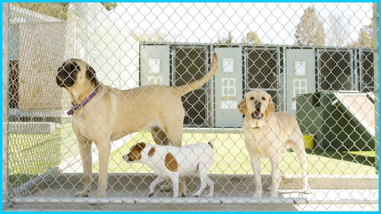 Dog Boarding Kennels