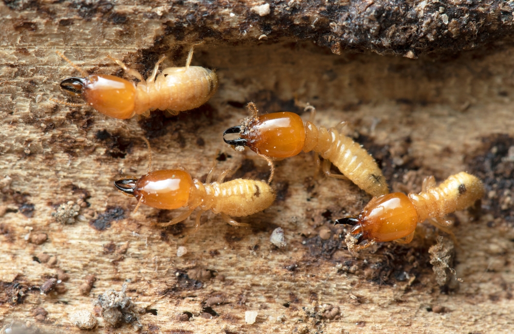 Termite Detection