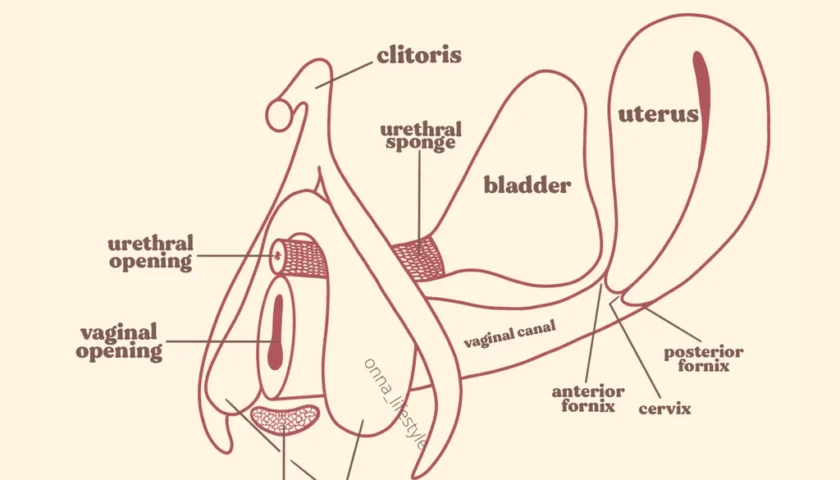 Cervix orgasms