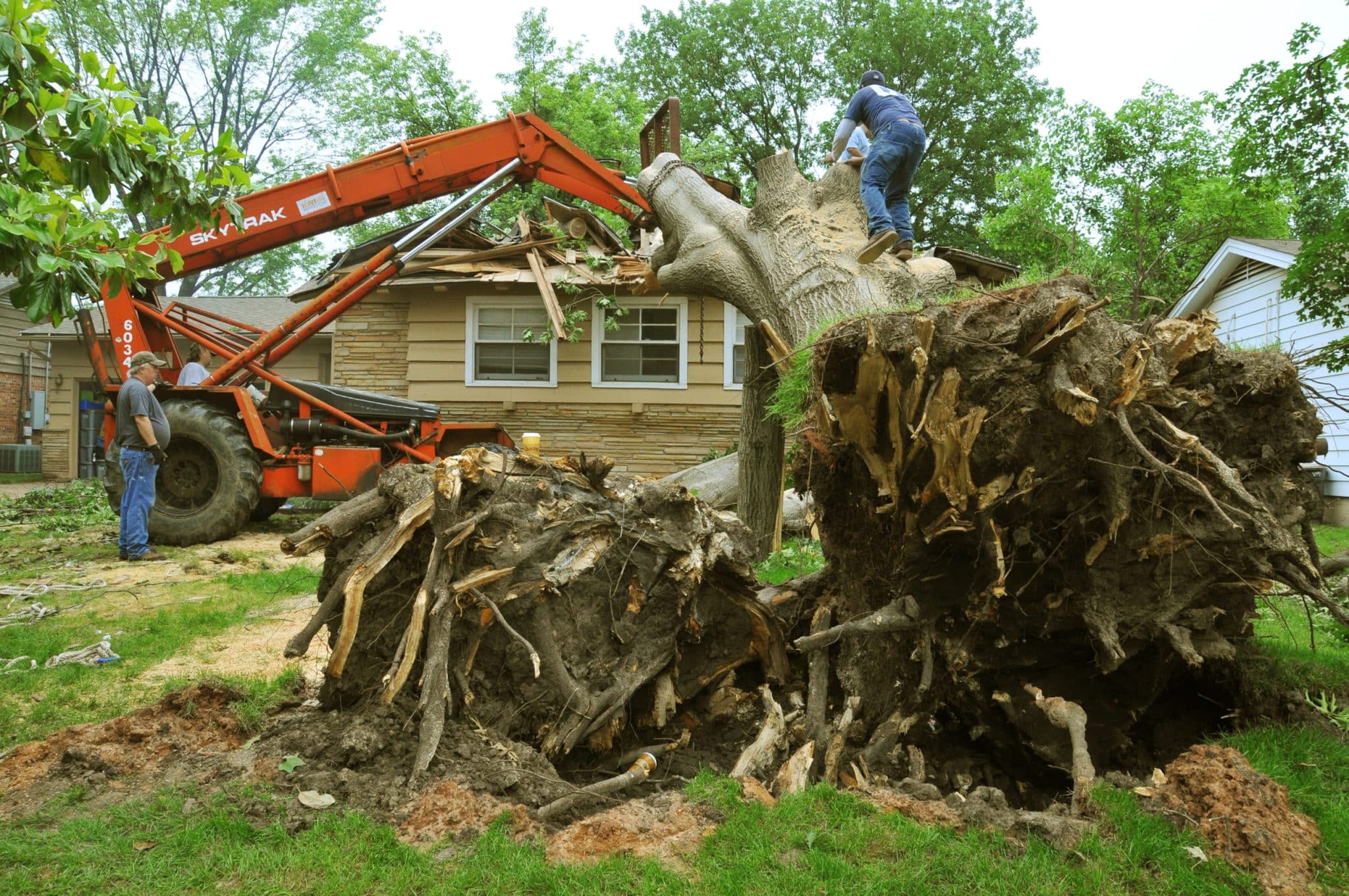 Tree Trimming Dallas