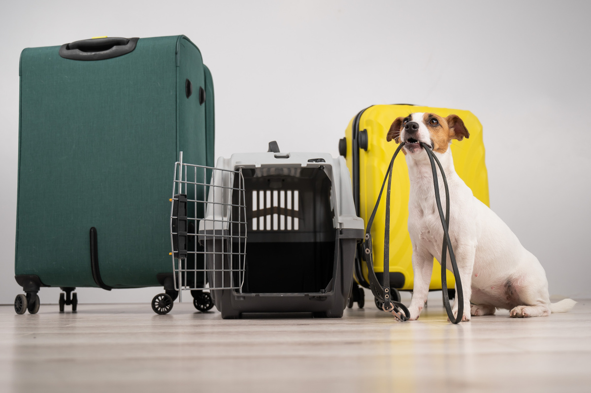 Pet Transport Service