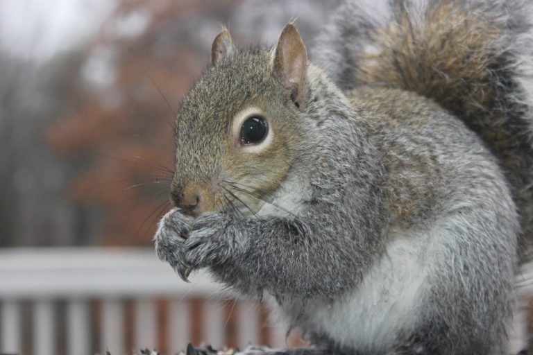 squirrel removal houston