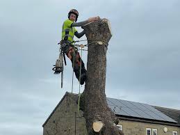 Tree Surgeon Ipswich