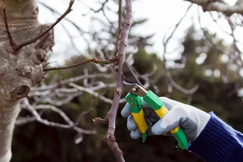 Tree trimming