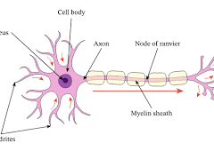 nerve signals