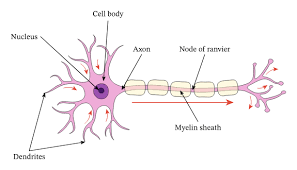 nerve signals